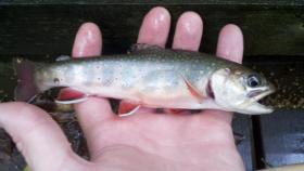 Fayette Co. brookie