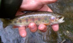 Wild Bow