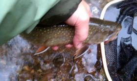 Nice sized brookie