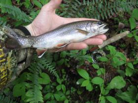 Wild brookie!