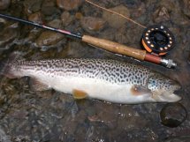 nice trout