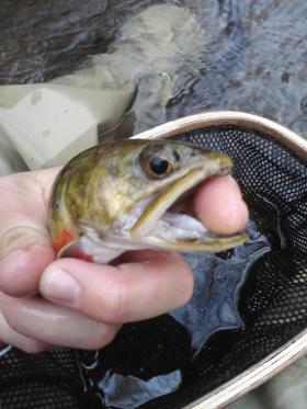 Angry Brookie 