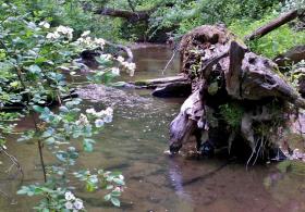 tiny brookie stream