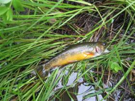  Little native brookie
