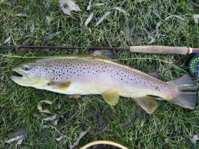 Hometown Brown Trout