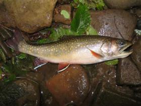  Potter county