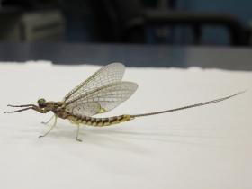 Hexagenia limbata