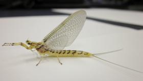 Hexagenia limbata