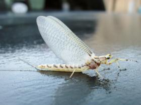 Hexagenia limbata