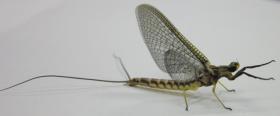 Hexagenia limbata