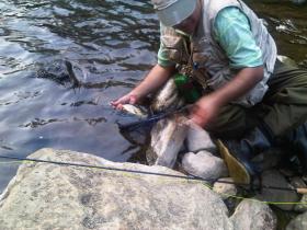 Trout