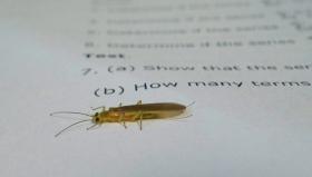 Confused bug