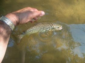Valley creek 