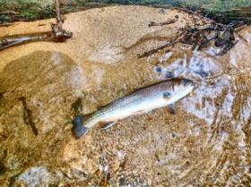 Clark Creek Stocked Brookie