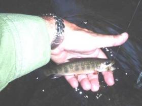 Clarks Wild Trout
