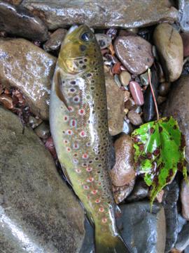  Another pretty wild fish
