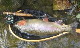 Fat Rainbow