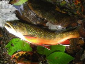 Colorful Brookie