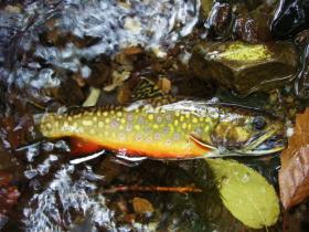 Brookie