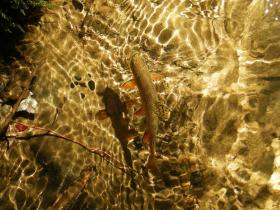 Nice Brookie
