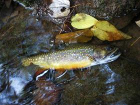 Brookie 