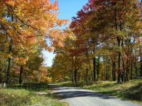 Fall Foliage 