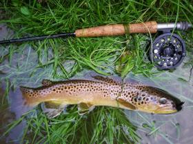 Streamer Brown