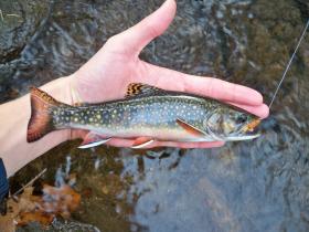Perfect mountain brookie