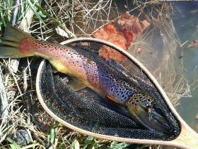 A Nice Brown from a Spring Creek