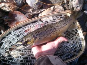 wild brown