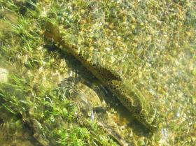 Brown Trout Release