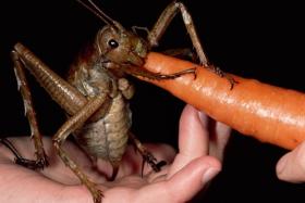 now this is a cricket