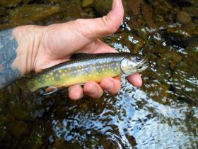NEPA BROOKIE