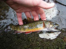 Nice Brookie