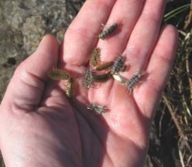 Cress Bugs!