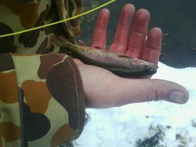 Andy's first limestone spring creek wild trout