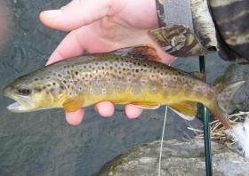 Limestone Brown
