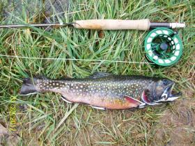 Big Spring brookie