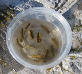 More Cress Bugs