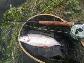 Beautiful Wild Bow