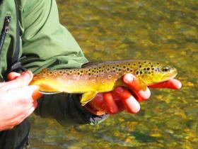 A Spring Creek Brown