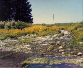 Creeks
