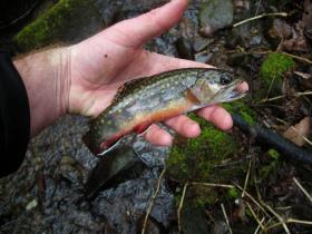 Centre County Brookie