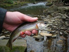 Nice Brookie