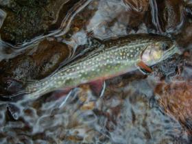 Brookie