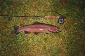 25''big spring bow