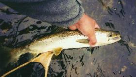 grand lake stream  salmon