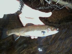 First Trout of 2012