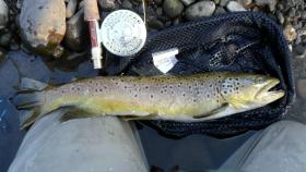 Another big brown!!