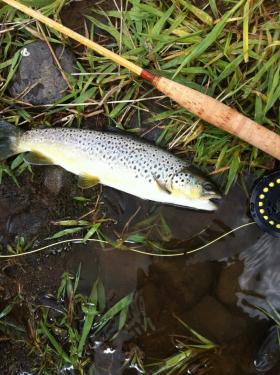 first bamboo and its first fish